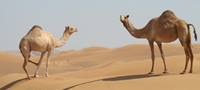 prikazna-sudbinata-na-dve-kamili-povekje001.jpg
