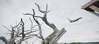 red-bull-cliff-diving-2016-kako-najdobriot-skokac-od-karpite-se-spravuva-so-stravot-od-visocina-povekje.jpg