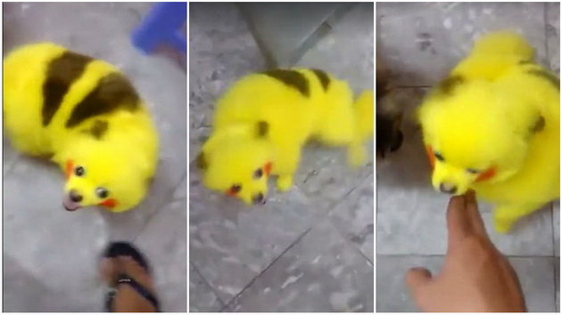 opsednat-pokemon-do-toj-stepen-sto-od-kuceto-si-napravil-pikacu-001.jpg