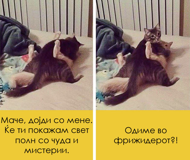 15-zabavni-macki-so-covecki-grimasi-11.jpg