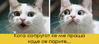 15-zabavni-macki-so-covecki-grimasi-повеке01.jpg