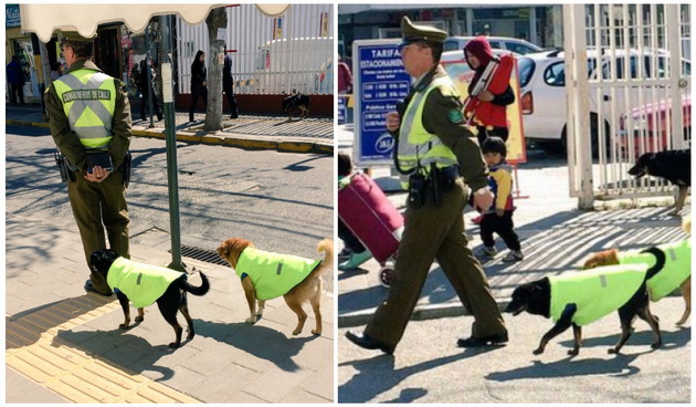 bezdomnite-kucinja-vo-cile-dobivaat-zasolniste-i-rabota-vo-policija-01.jpg