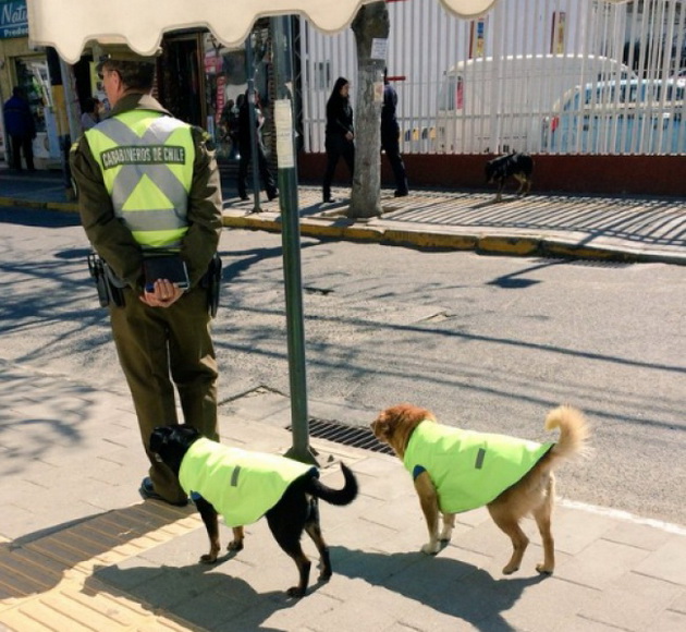 bezdomnite-kucinja-vo-cile-dobivaat-zasolniste-i-rabota-vo-policija-02.jpg