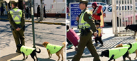 bezdomnite-kucinja-vo-cile-dobivaat-zasolniste-i-rabota-vo-policija-poveke01.jpg