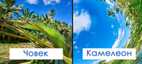 kolku-e-razlicen-svetot-niz-ocite-na-zivotnite-povekje.jpg