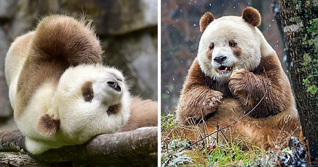 edinstvenata-kafeava-panda-vo-svetot-1.jpg