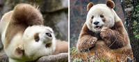 edinstvenata-kafeava-panda-vo-svetot-povekje.jpg