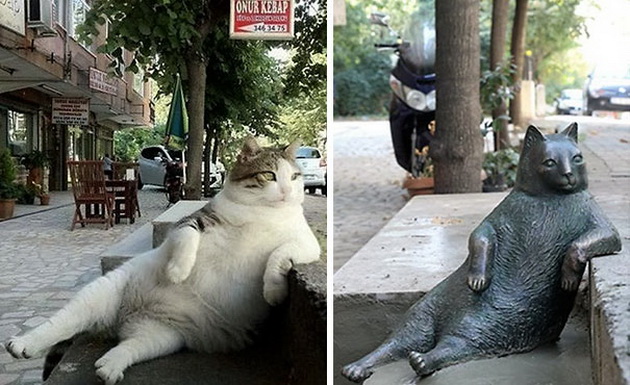 najpoznatiot-macor-od-istanbul-dobi-svoja-statua-na-omilenoto-mesto-1.jpg