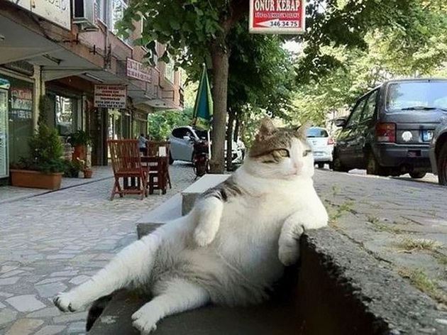 najpoznatiot-macor-od-istanbul-dobi-svoja-statua-na-omilenoto-mesto-2.jpg