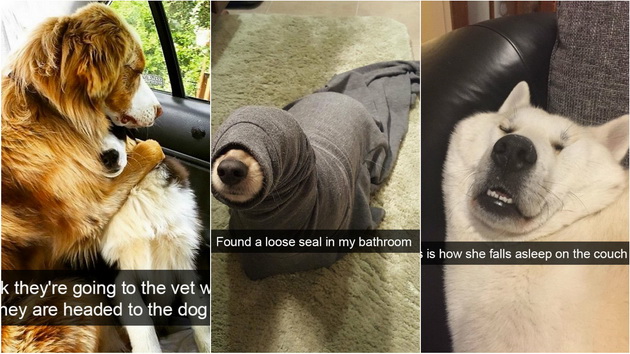 15-fotki-od-kucinja-na-snapchat-koi-slatko-kje-ve-nasmeat-01.jpg