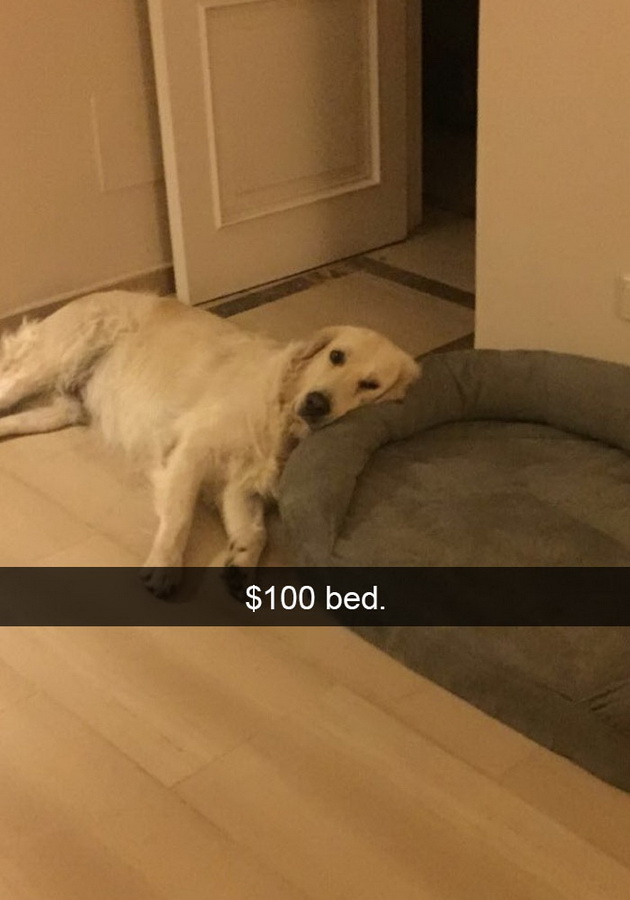 15-fotki-od-kucinja-na-snapchat-koi-slatko-kje-ve-nasmeat-10.jpg