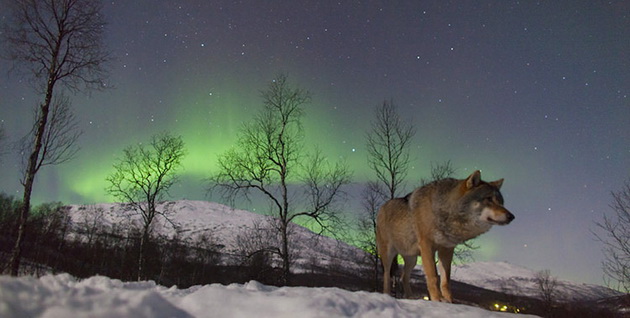 mesto-vo-norveshka-kade-moze-da-uzivate-vo-polarnata-svetlina-dodeka-se-pregrnuvate-so-volci-7.jpg