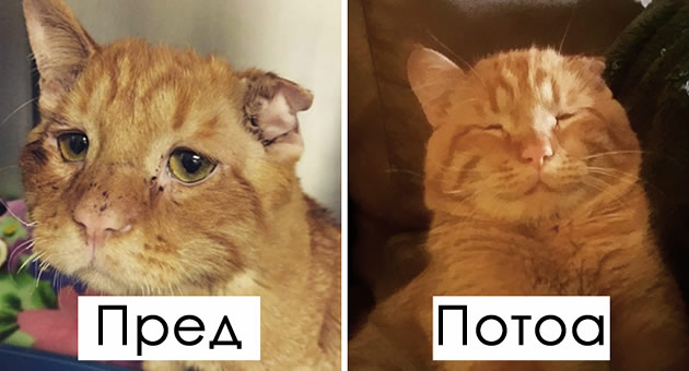 najtaznoto-mace-na-internet-so-nasmevka-na-liceto-otkako-bilo-posvoeno-01.jpg