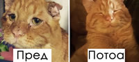najtaznoto-mace-na-internet-so-nasmevka-na-liceto-otkako-bilo-posvoeno-povekje.jpg