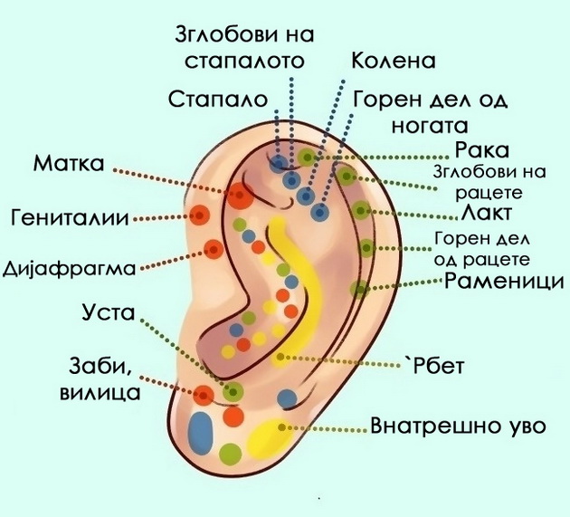 niz-ilustracii-shto-otkrivaat-ushite-za-vasheto-zdravje-6.jpg