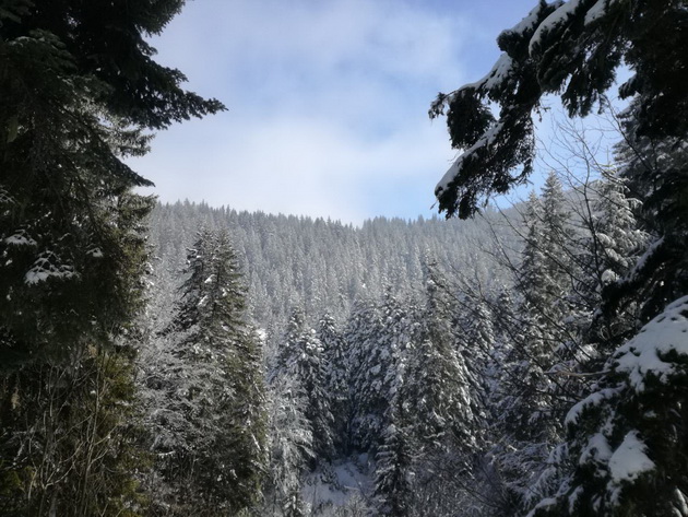 ubavina-koja-ne-se-opishuva-so-zborovi-iskacuvanje-na-jelak-shar-planina-3_copy.jpg