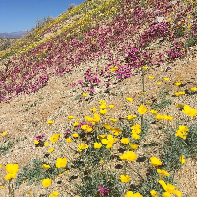 Rascvetanata-pustina-vo-Kalifornija-potvrduva-deka-prirodata-pravi-cuda-02.jpg