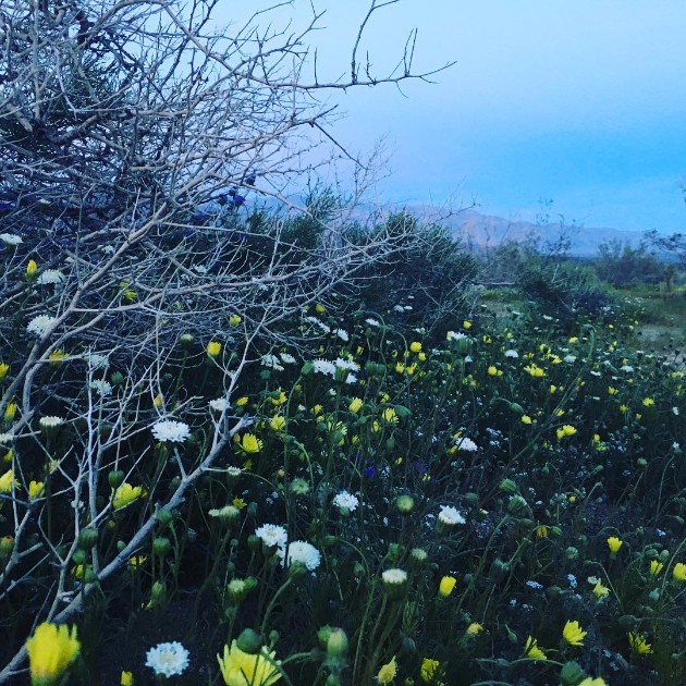 Rascvetanata-pustina-vo-Kalifornija-potvrduva-deka-prirodata-pravi-cuda-13.jpg