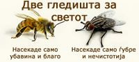 svetot-go-gledame-na-dva-nacini-kako-muva-ili-kako-pcela-povekje.jpg