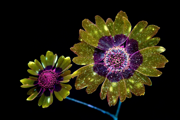 fotograf-ja-slika-fluoroscentnosta-na-cvekinjata-1