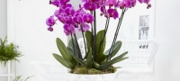 orhideja-6-pravila-so-koi-cuvstvitelnata-ubavica-kje-rascveta-povtorno-01 copy-povekje