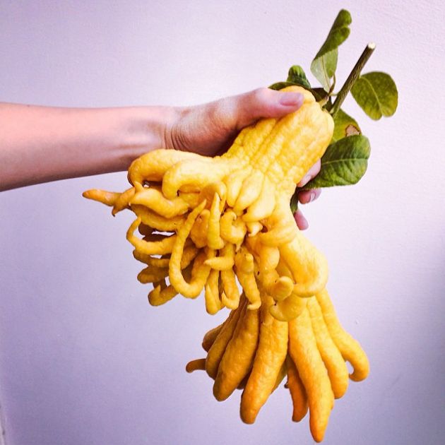 20-retki-egzoticni-plodovi-za-koi-nikogas-ne-ste-slusnale-10