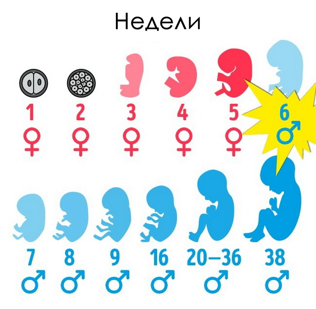 8-fakti-za-maskoto-telo-koi-ne-ste-gi-znaele-06.jpg