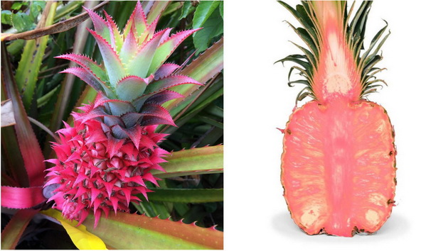 bi-probale-rozov-ananas-01.jpg