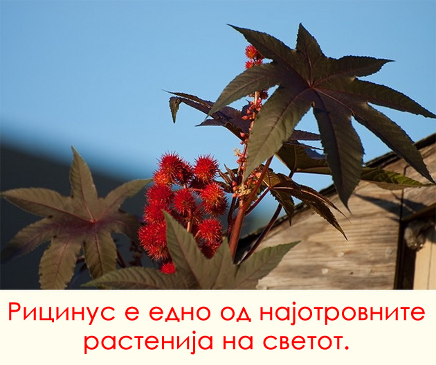 12-opasnosti-koi-mozhe-da-vi-go-unishtat-odmorot-na-egzotichna-destinacija-08.jpg