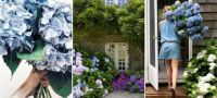 hortenzii-cvetni-kralici-vo-gradinata-foto-povekje.jpg