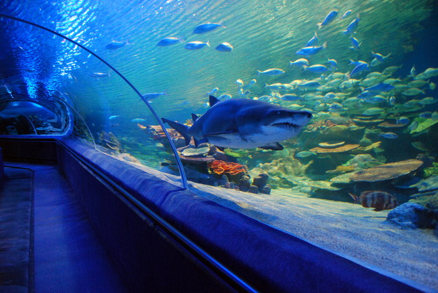 magijata-na-podvodniot-svet-najubavite-akvariumi-koi-vredi-da-gi-posetite-05.jpg