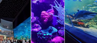 magijata-na-podvodniot-svet-najubavite-akvariumi-koi-vredi-da-gi-posetite-povekje.jpg