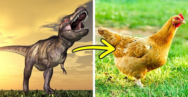 kokoshkata-e-potomok-na-tiranosaurus-reks-13-interesni-fakti-shto-se-pokazaa-kako-vistiniti-10.jpg