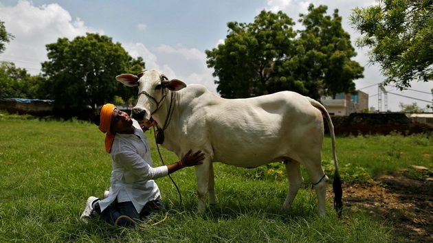 india-cow-protection-vigilante-gau-rakshak.jpg