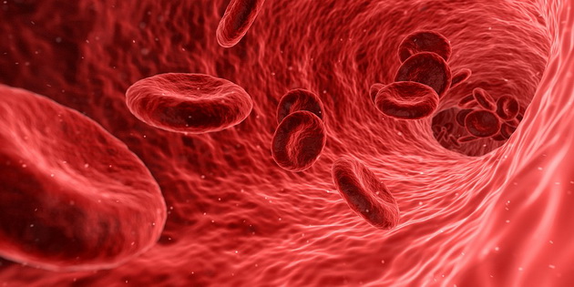 krvnite-sadovi-imaat-dolzina-od-100000-kilometri-15-fakti-za-chovekoviot-cirkulatoren-sistem-03.jpg