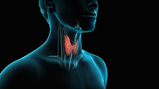 rabotata-na-tiroidnata-zlezda-vlijae-vrz-funkcioniranjeto-na-nekolku-drugi-organi-3.jpg