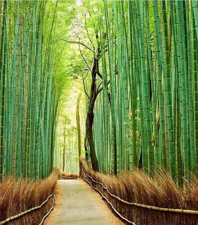 Zen-bambusovata-shuma-vo-Japonija-e-odmor-za-ocite-i-umot (1).jpg