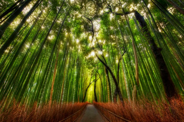 Zen-bambusovata-shuma-vo-Japonija-e-odmor-za-ocite-i-umot (10).jpg