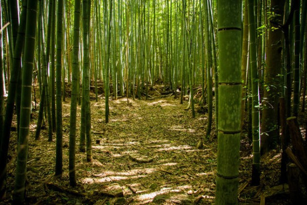 Zen-bambusovata-shuma-vo-Japonija-e-odmor-za-ocite-i-umot (11).jpg