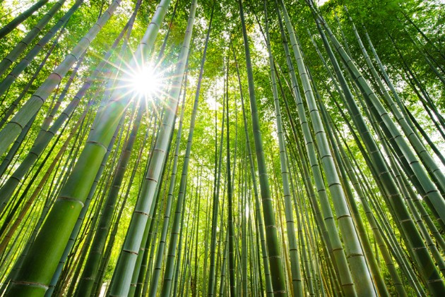 Zen-bambusovata-shuma-vo-Japonija-e-odmor-za-ocite-i-umot (12).jpg