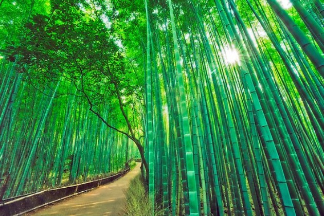 Zen-bambusovata-shuma-vo-Japonija-e-odmor-za-ocite-i-umot (13).jpg