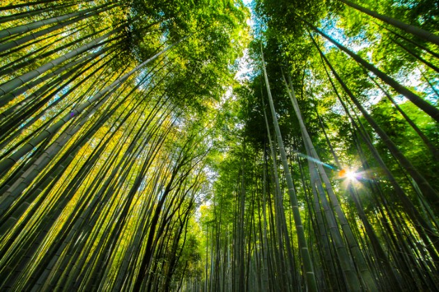 Zen-bambusovata-shuma-vo-Japonija-e-odmor-za-ocite-i-umot (14).jpg