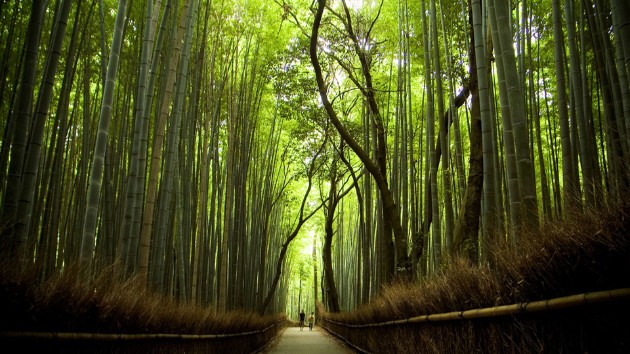 Zen-bambusovata-shuma-vo-Japonija-e-odmor-za-ocite-i-umot (16).jpg