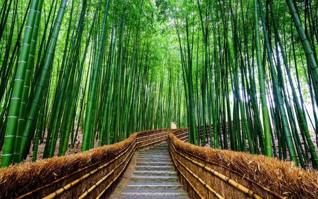 Zen-bambusovata-shuma-vo-Japonija-e-odmor-za-ocite-i-umot (17).jpg