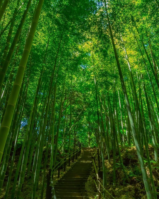 Zen-bambusovata-shuma-vo-Japonija-e-odmor-za-ocite-i-umot (2).jpg