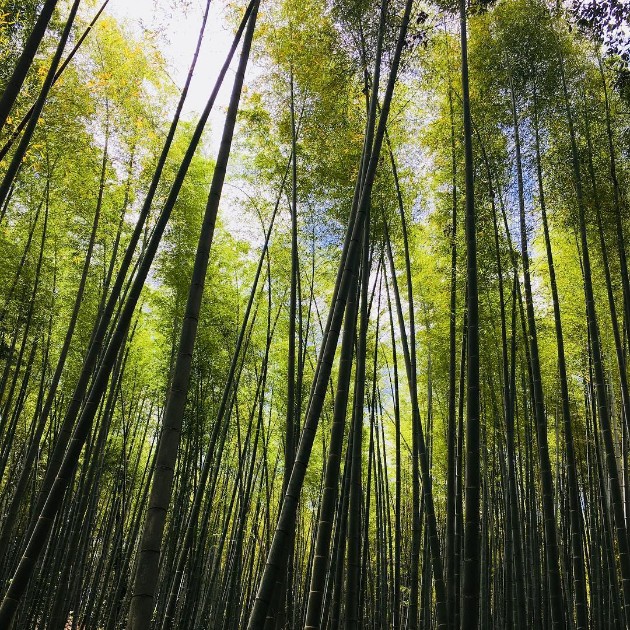 Zen-bambusovata-shuma-vo-Japonija-e-odmor-za-ocite-i-umot (4).jpg