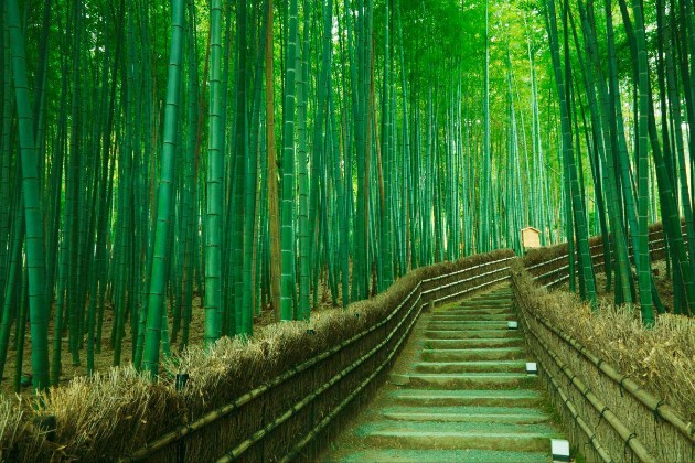 Zen-bambusovata-shuma-vo-Japonija-e-odmor-za-ocite-i-umot (6).jpg