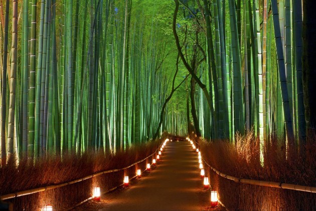 Zen-bambusovata-shuma-vo-Japonija-e-odmor-za-ocite-i-umot (7).jpg