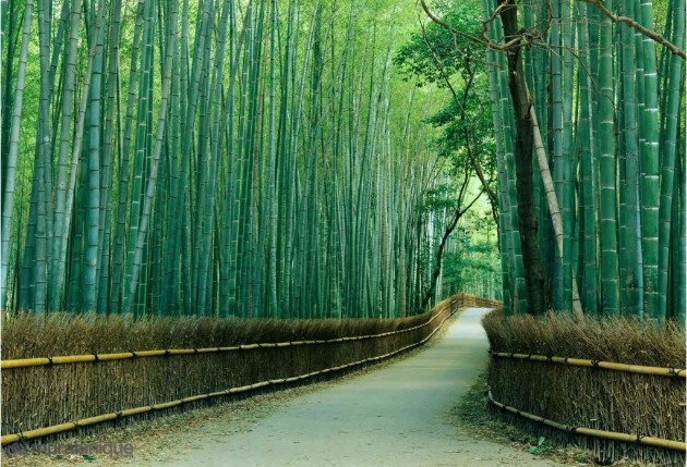 Zen-bambusovata-shuma-vo-Japonija-e-odmor-za-ocite-i-umot (9).jpg