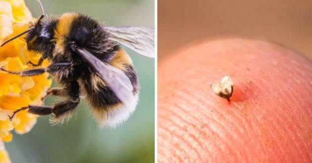 Kako-da-gi-raspoznaete-najcestite-kasnuvanja-od-insekti (4).jpg